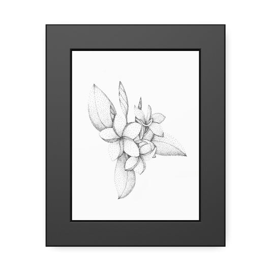 Framed Paper Posters - Plumeria