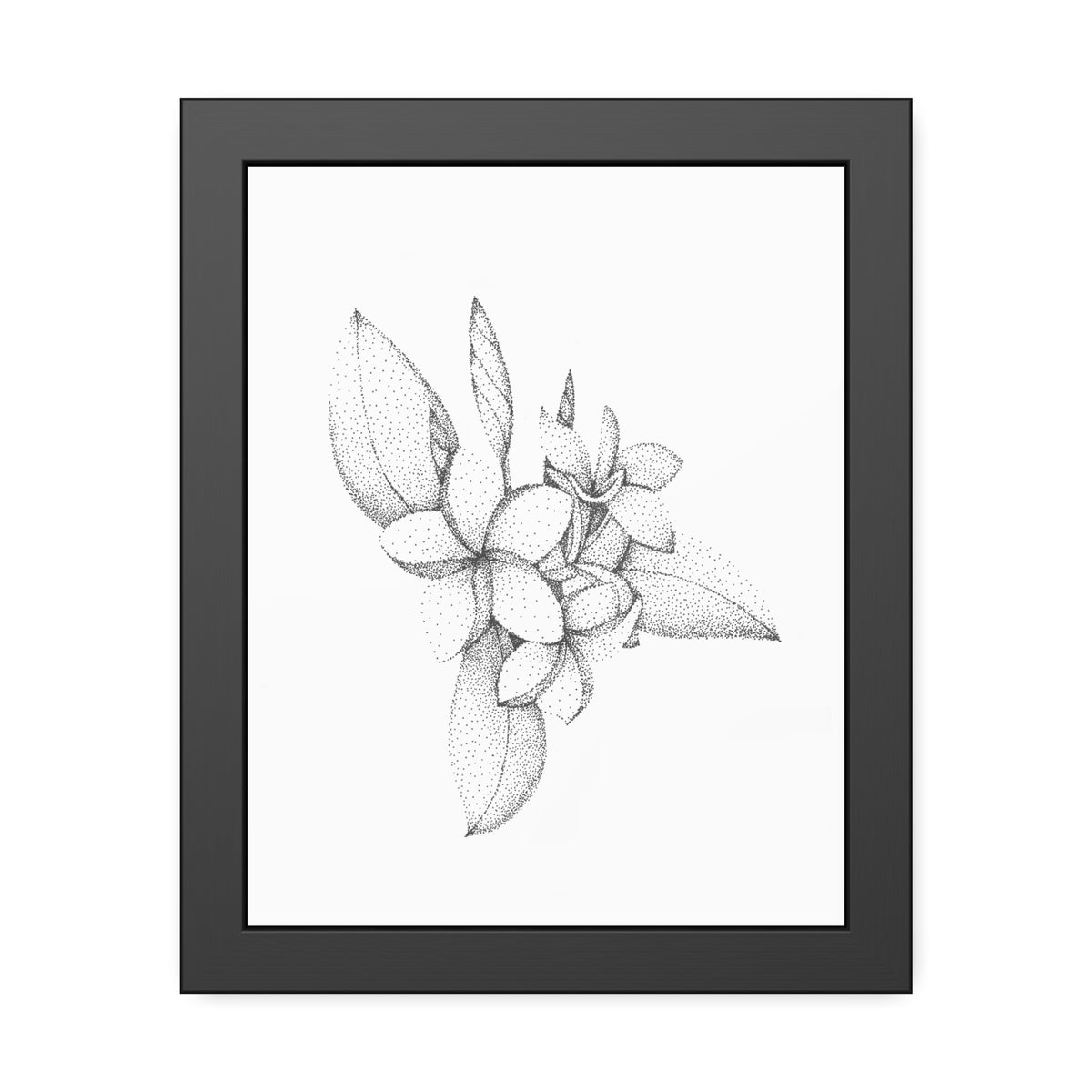 Framed Paper Posters - Plumeria