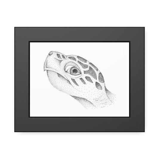 Framed Paper Posters - Sea Turtle