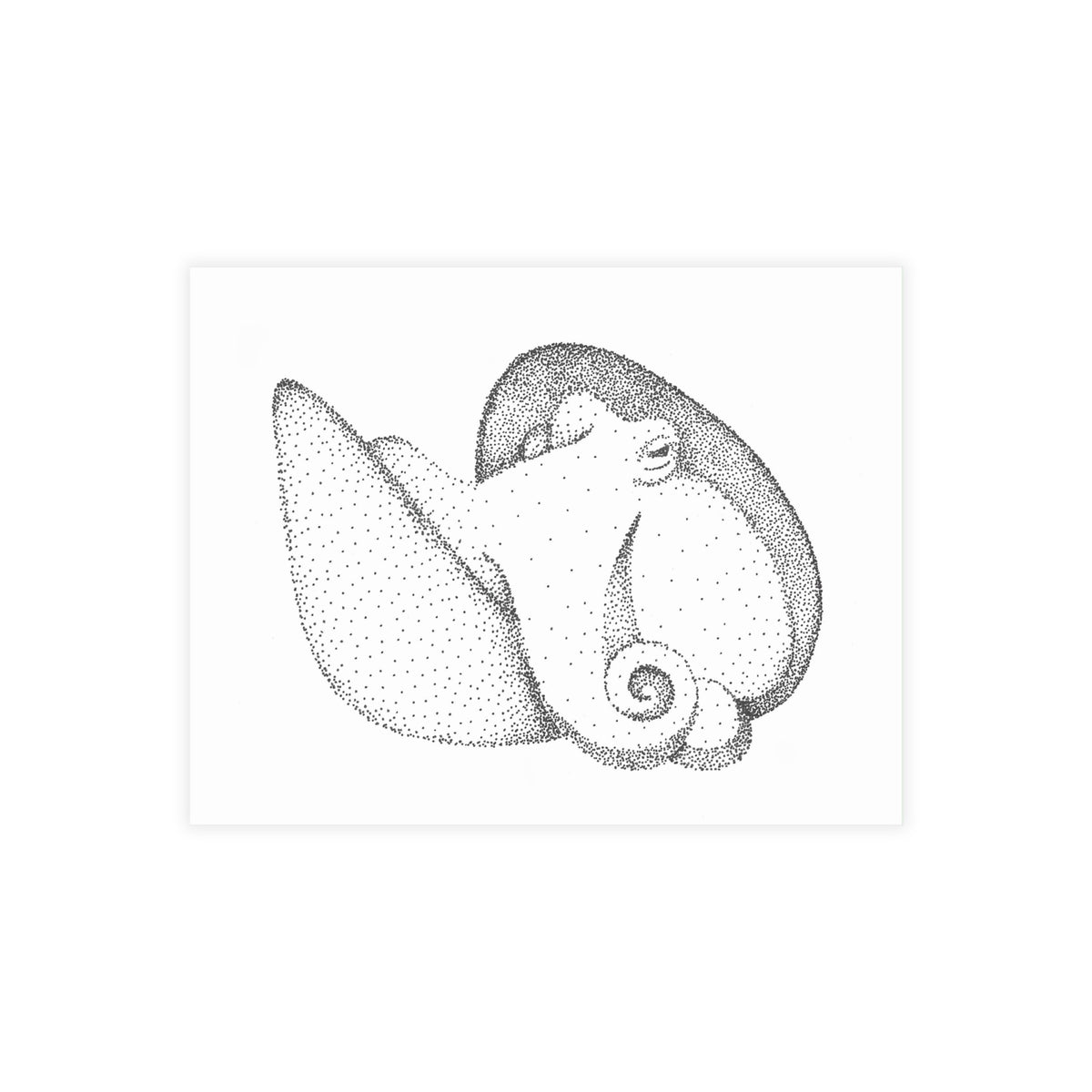 Postcard Bundle with Envelopes - Shelled Octopus
