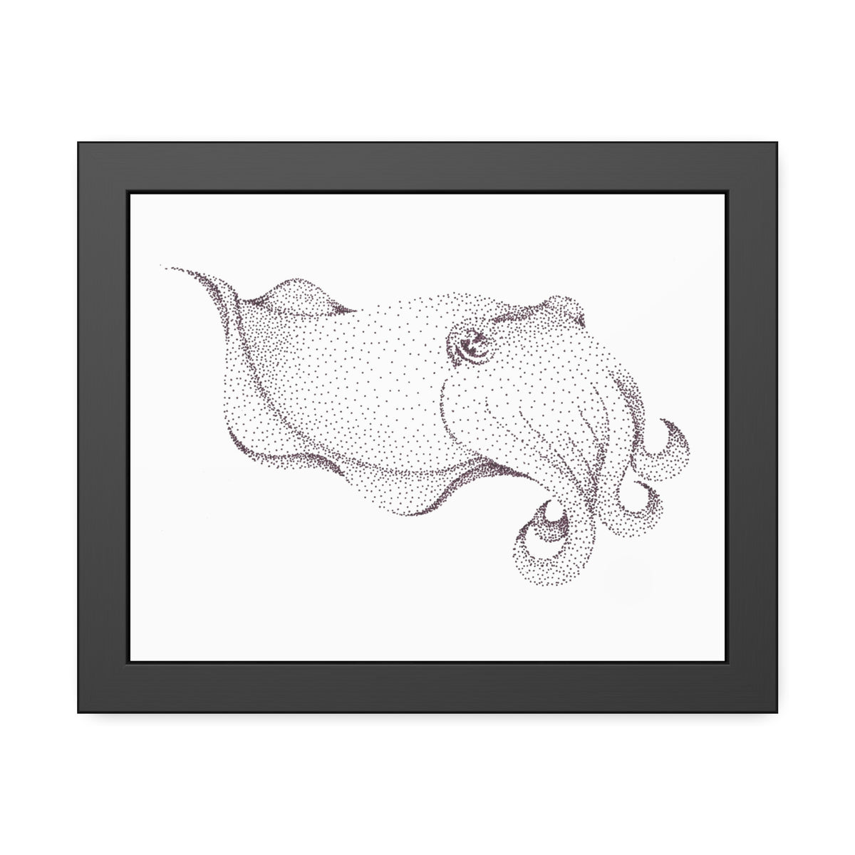 Framed Paper Posters - Cuttlefish