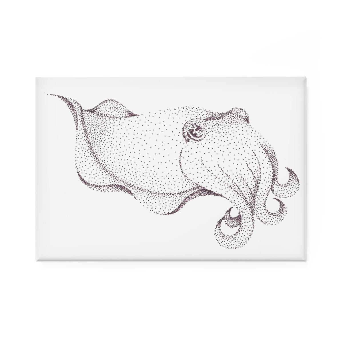 Magnet, Rectangle - Cuttlefish