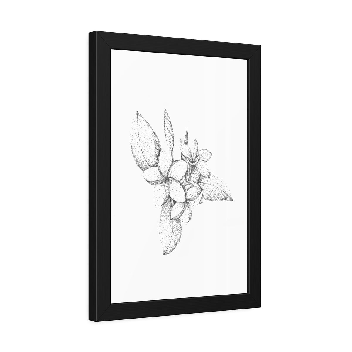 Framed Paper Posters - Plumeria