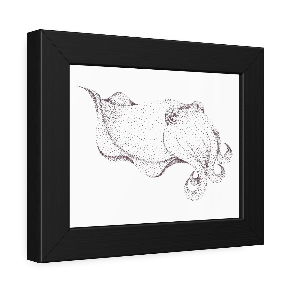 Framed Paper Posters - Cuttlefish