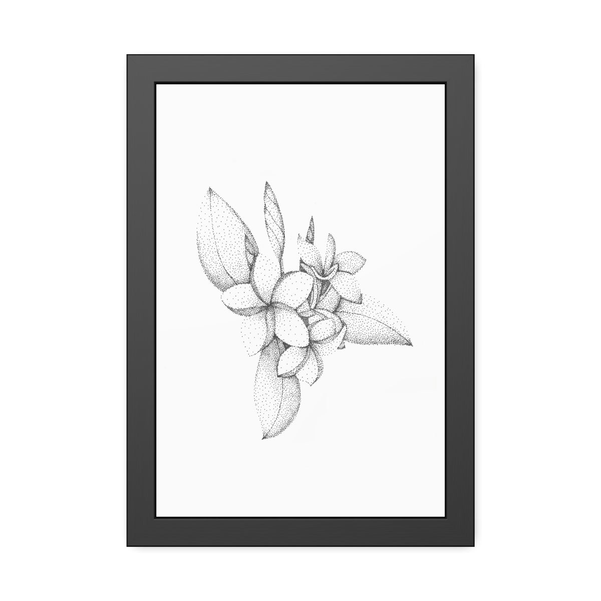 Framed Paper Posters - Plumeria
