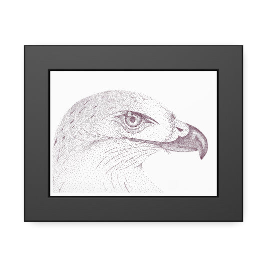 Framed Paper Posters - Hawk